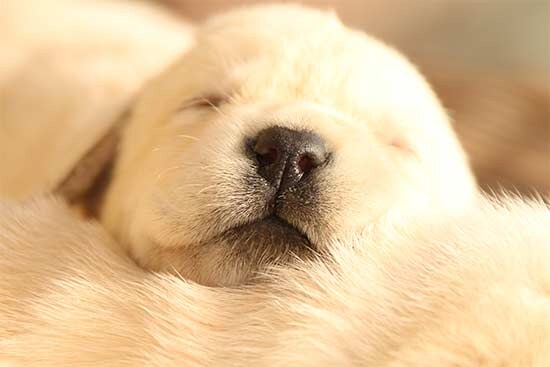 Blonde Labradorpup van JoJaMaCo’s Hof