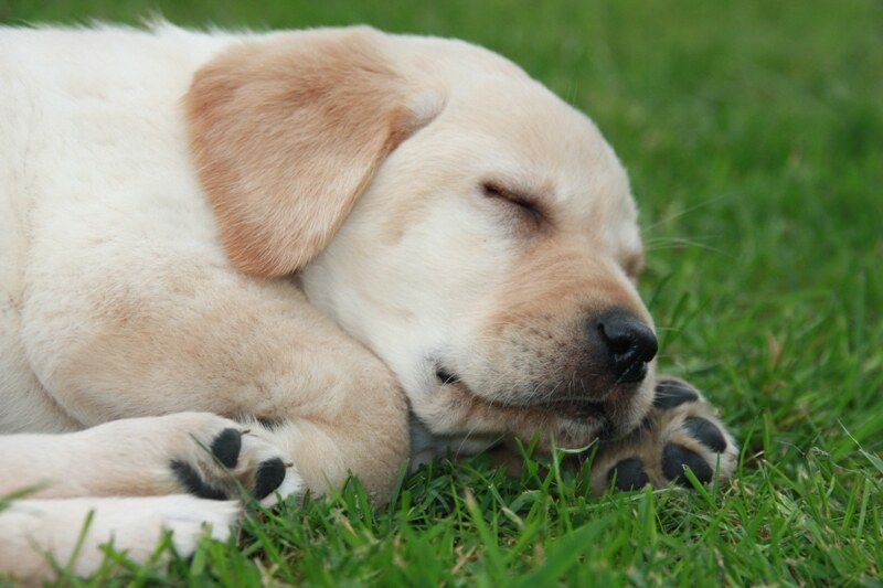 Beschikbare Labradorpup